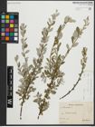 Foto von Salix repens subsp. repens L.